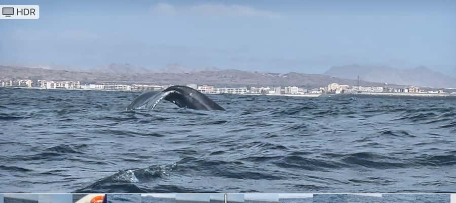 Whale watching tour SEASONAL - The seasonal humpback spectacle